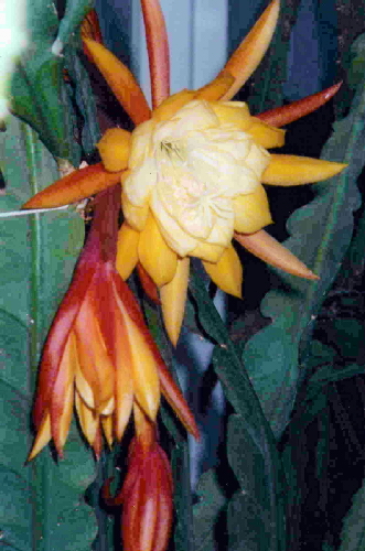 epiphyllum phosper